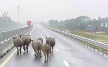 Trâu bò xâm nhập cao tốc Bắc - Nam qua Hà Tĩnh: Giải pháp nào ngăn chặn triệt để?