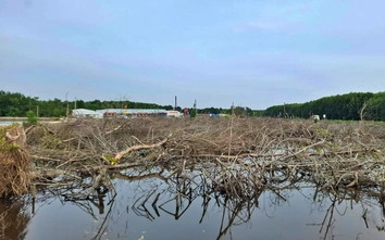 Chuyển đổi hơn 31ha rừng phục vụ cao tốc Cà Mau – Đất Mũi và đường ra đảo Hòn Khoai