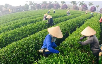 Tích cực tháo gỡ cho gần 500 container chè Việt Nam bị ách tắc tại Pakistan