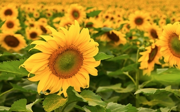 Từ cánh đồng hướng dương đến khát vọng phụng sự vì tầm vóc Việt của TH true MILK