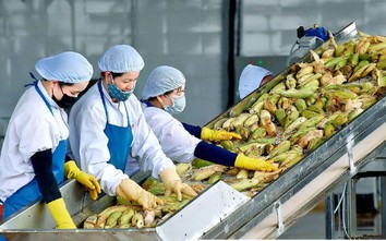 Từ Chương trình 1322 đến sức bật doanh nghiệp Tây Nguyên