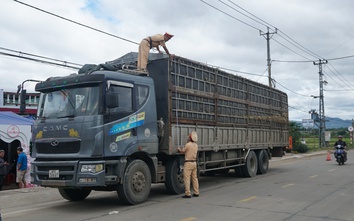 Gia Lai: Phạt nặng xe tải tự ý cải tạo thành, thùng chở mía gây mất an toàn giao thông