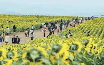 Cánh đồng hoa hướng dương đẹp nhất Nghệ An dự kiến đón khách trong 7 ngày tới