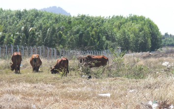 Ngăn chặn chăn thả gia súc trong hành lang cao tốc Vĩnh Hảo - Phan Thiết