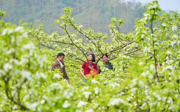 Du khách mê mẩn sắc trắng hoa lê ở huyện miền núi Lào Cai