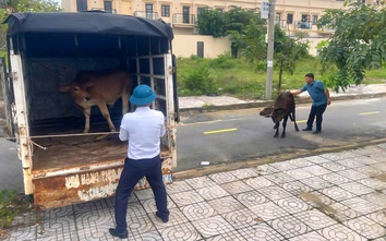 Mức phạt thấp, khó xử lý tình trạng thả rông trâu bò trên đường phố Đà Nẵng