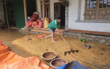 Hà Tĩnh: Hàng nghìn tấn lúa chìm trong nước lũ, nông dân khóc ròng