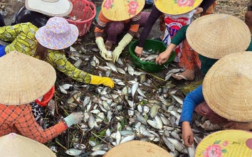 Độc đáo mùa tát đìa bắt cá đồng ở Cà Mau