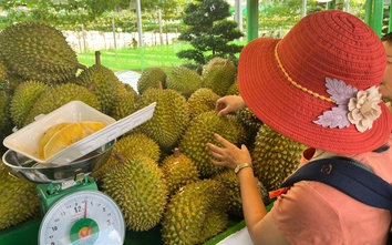 Lễ hội trái cây Nam Bộ 2025, hương sắc miệt vườn