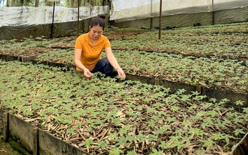 Tỉnh Quảng Nam cho phép Thaco khảo sát dự án sản xuất sâm Ngọc Linh