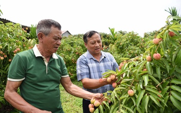 Vải sớm Tân Yên bắt đầu thu hoạch, kỳ vọng một vụ mùa thắng lợi