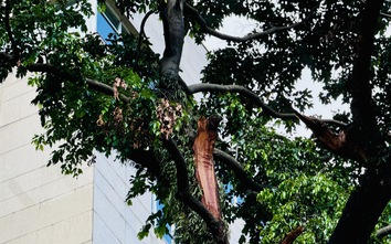 TP.HCM giải bài toán hơn 8.100 cây cổ thụ có nguy cơ mất an toàn