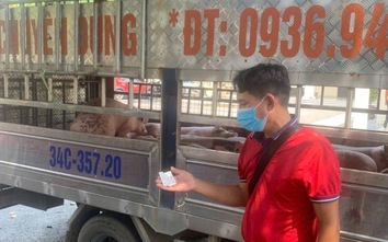 Phú Thọ: Phát hiện, điều tra vụ vận chuyển 1,6 tấn thịt lợn nhiễm bệnh