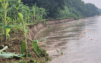 Phú Thọ: Sạt lở bờ sông Hồng nghiêm trọng đoạn xã Lâm Thao