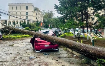 Lâm Đồng: Mưa lớn, nhiều ô tô bị cây cổ thụ ngã đè hư hỏng, biến dạng