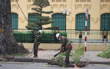 Hà Nội: Dịch chuyển, chặt hạ 24 cây xanh để thi công mở rộng đường Hùng Vương kéo dài