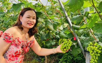 Độc đáo vườn nho giữa hồ Thác Bà thu hút du khách