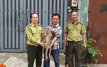Dùng súng gây mê khống chế khỉ hoang quấy phá nhà dân ở Bình Hưng Hòa