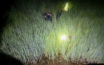 Gia Lai: Khởi tố bị can vụ 2 thanh niên tử vong do điện bẫy chuột