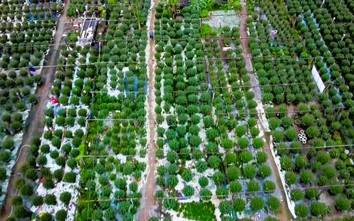 Làng hoa Tết nức tiếng ở Quảng Trị tất bật vào vụ