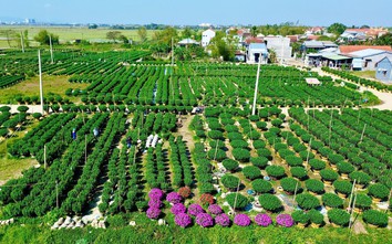 Huế: Làng hoa Tết "hồi sinh" sau lũ lịch sử