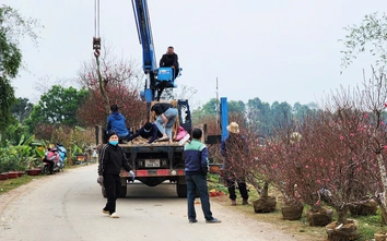 "Làng đào Nhật Tân trên đất Kinh Bắc" nhộn nhịp vào vụ Tết