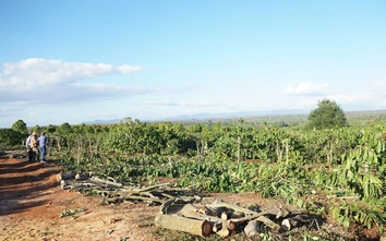 Người dân Gia Lai chặt bỏ vườn cà phê tiền tỷ, giao mặt bằng làm cao tốc Quy Nhơn - Pleiku