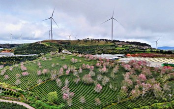 Lâm Đồng: Doanh thu du lịch dịp Tết Dương lịch ước đạt khoảng 1.200 tỷ đồng