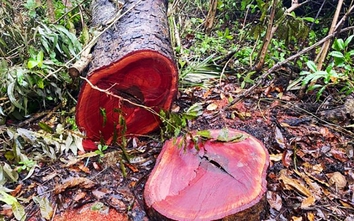 Cần Thơ chuyển vụ đốn hạ 42 cây xanh tại Khu văn hóa Hồ Nước Ngọt sang cơ quan điều tra