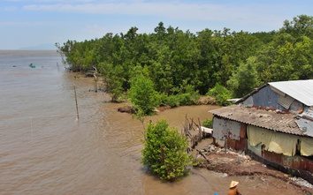 Cà Mau: Gần 27.000 tỷ đồng thực hiện đề án phòng, chống sạt lở