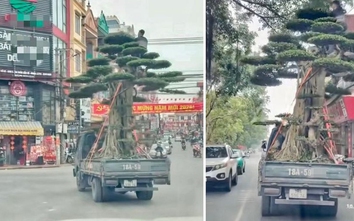 Chở cây cảnh quá khổ và người trên thùng xe, tài xế ô tô tải bị phạt 39 triệu đồng