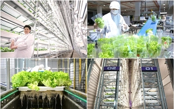 Singapore khánh thành trang trại thẳng đứng trong nhà cao nhất thế giới