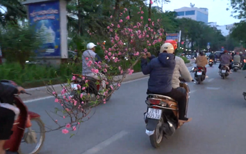 Chờ đào, quất cồng kềnh coi chừng bị phạt nặng