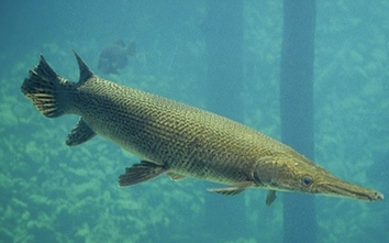 Công an Thanh Hóa thông tin vụ 11 người nhập viện sau khi ăn trứng cá sấu hỏa tiễn