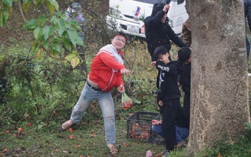 Độc đáo phiên chợ ném cà chua lấy may ở Thanh Hoá