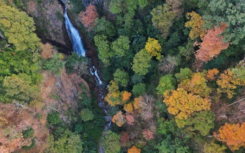 Độc đáo tán lá rừng già đường lên Măng Đen đổi màu sang xuân