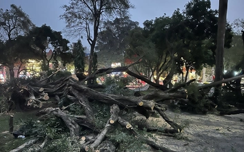 Hà Nội: Khẩn trương khắc phục sự cố cây đổ tại vườn hoa Lý Tự Trọng