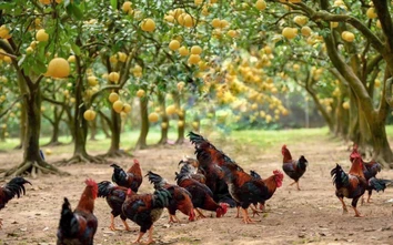 HADICO hướng tới nông nghiệp sinh thái, công nghệ cao và bền vững