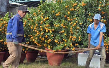 Quất Tết Hội An được giá, "phủ sóng" khắp miền Trung