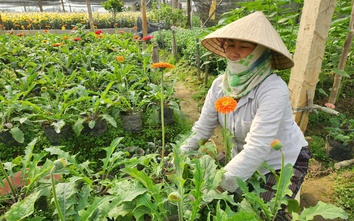 Làng hoa nổi tiếng ở Thanh Hóa hồi sinh sau trận lụt lịch sử, sẵn sàng phục vụ Tết