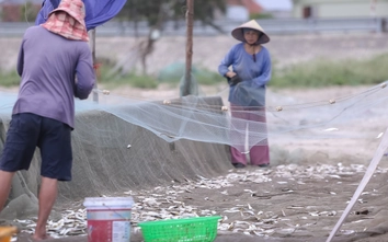 Ngư dân Nghệ An phấn khởi vì trúng đậm mùa cá trích