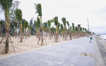 Nghệ An: Trồng rừng dừa xanh tạo điểm nhấn biển Cửa Lò trước mùa du lịch
