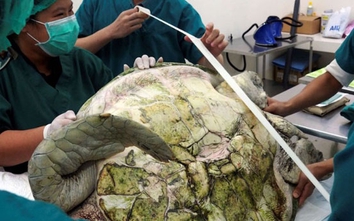 Tìm thấy 5kg tiền xu trong bụng một con rùa biển