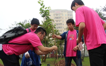 Hà Nội: Trồng thêm 200 cây hoa anh đào tại Công viên Hòa Bình