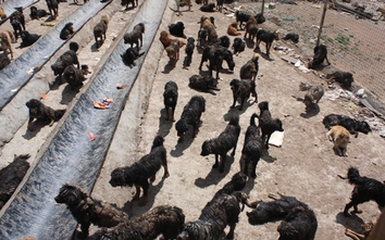 Chó ngao Tây Tạng tiền tỷ bị vứt ra đường như chó hoang