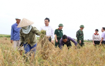 Chủ tịch Hải Phòng xuống ruộng gặt lúa