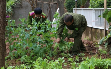 Vườn cây thuốc phiện được gieo trồng ngay giữa TP. Lạng Sơn