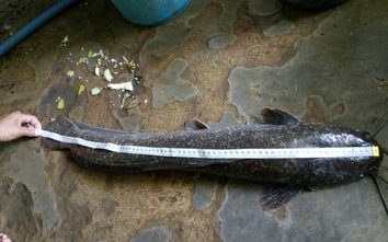 Người dân Bạc Liêu bắt được cá trê dừa “khủng” dài gần 1m
