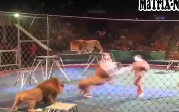 Video: Sư tử tấn công diễn viên xiếc khi đang biểu diễn