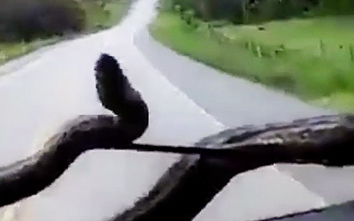 Video: Trăn Anaconda "hỏi thăm" tài xế khi đang phóng tốc độ cao